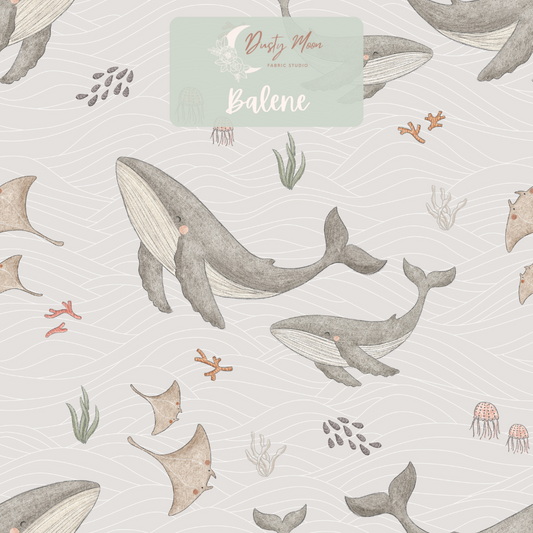 Balene | Pre Order 19th - 25th June